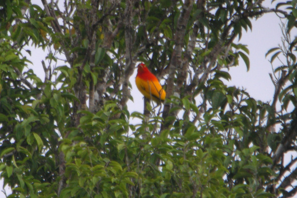 Flame Bowerbird