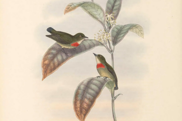 Flame-breasted Flowerpecker