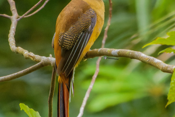 Flame-necked barbet