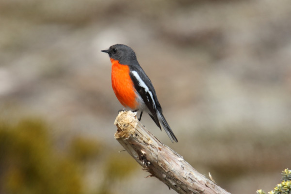 Flame Robin