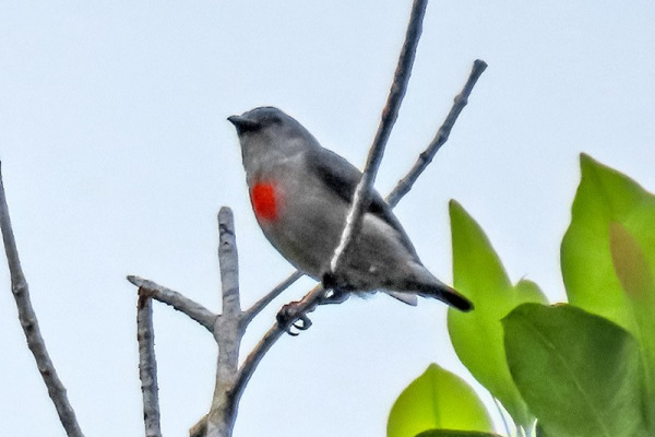 Flame-templed Berrypecker