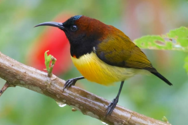 Flame-templed Sunbird