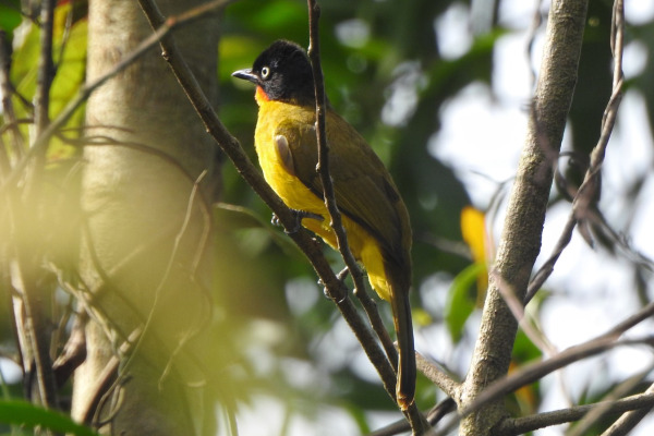Flame-throated bulbul