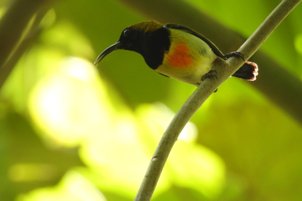Flaming Sunbird
