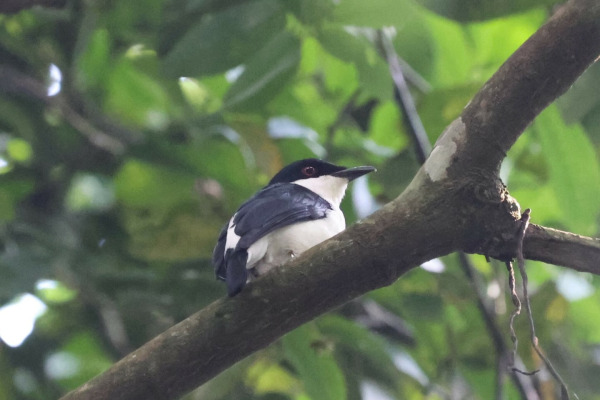 Flammulated Bamboo Tyrant