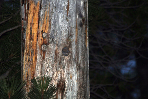 Flammulated Owl