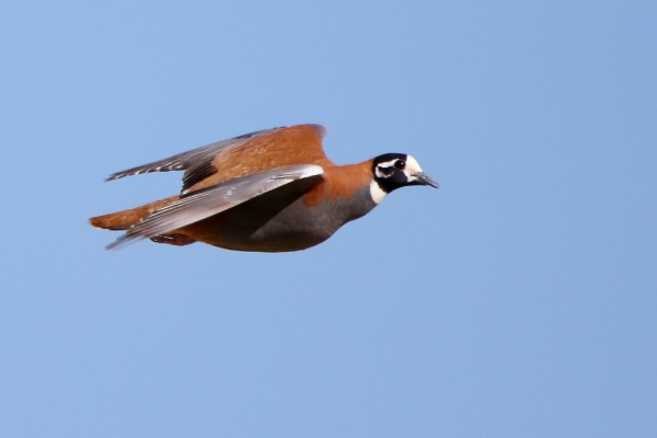 Flock Bronzewing