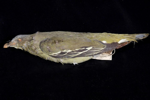 Flores green pigeon