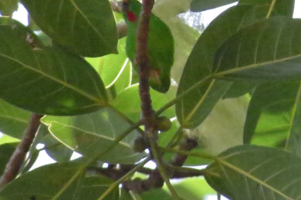 Flores hanging parrot