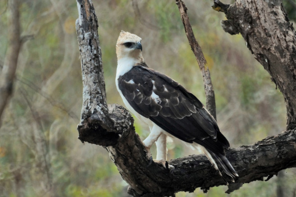 Flores Hawk-Eagle