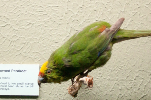 Forbes' parakeet