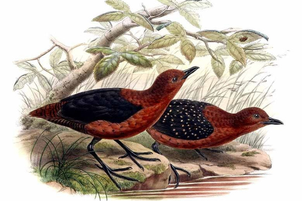 Forbes's Forest Rail