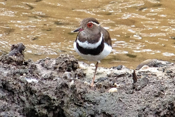 Forbes's Plover