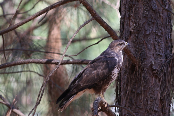 Forest Buzzard