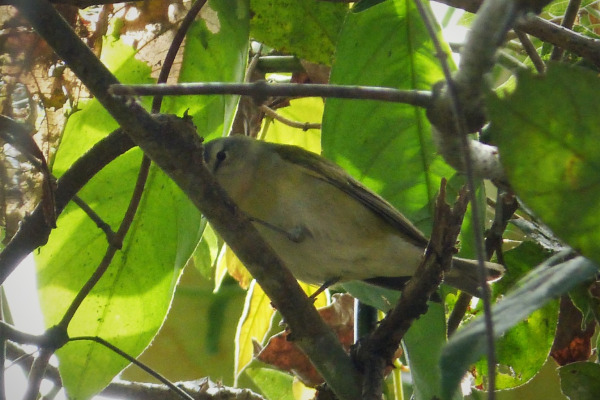 Forest Elaenia