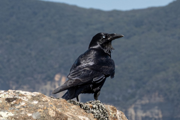 Forest Raven