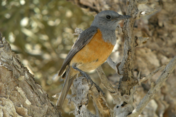 Forest Rock Thrush