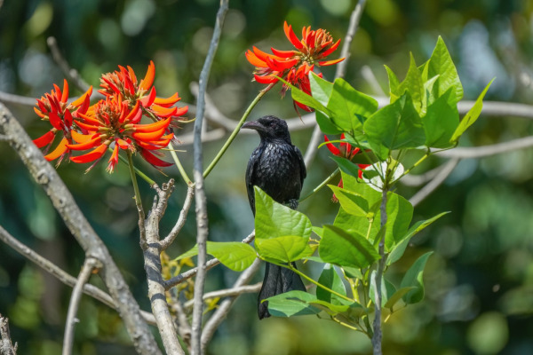 Fork-tailed Drongo