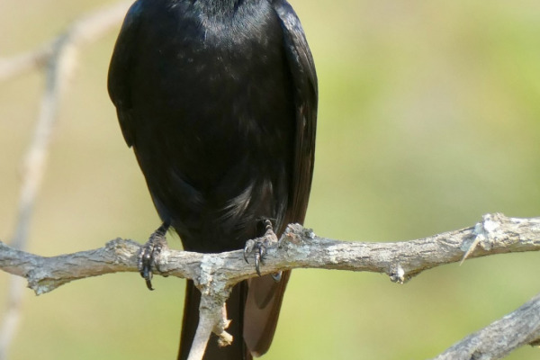 Fork-tailed Drongo