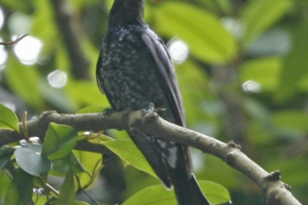 Fork-tailed Drongo