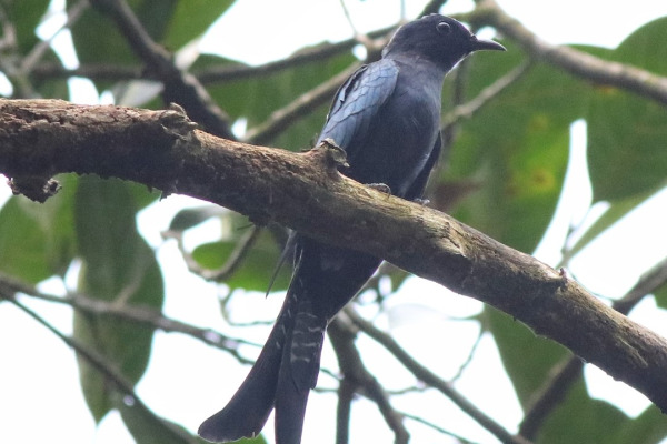 Fork-tailed drongo-cuckoo