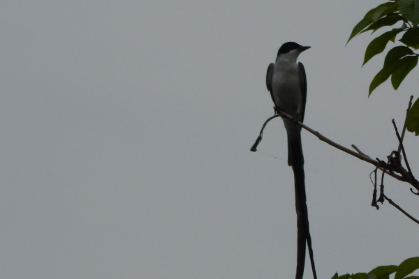 Fork-tailed Flycatcher
