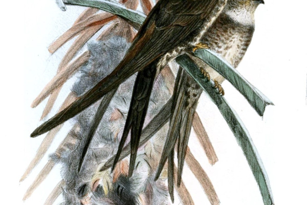 Fork-tailed Palm-Swift