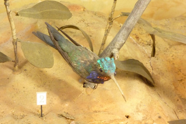 Fork-tailed Sunbird