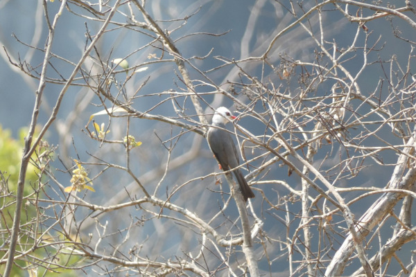 Formosan Whistling Thrush
