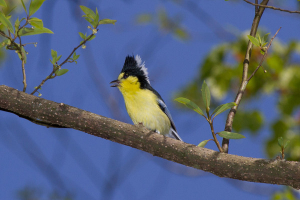 Formosan Yuhina