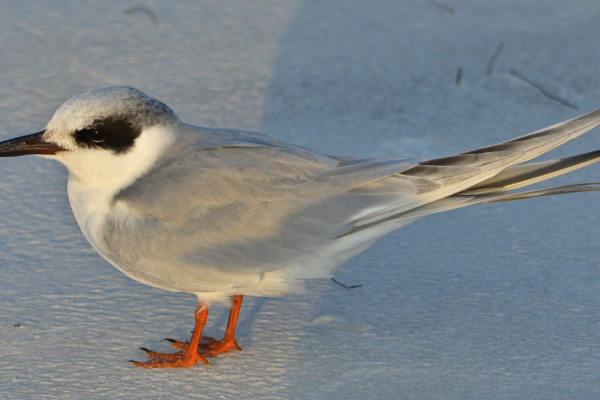 Forster's Tern