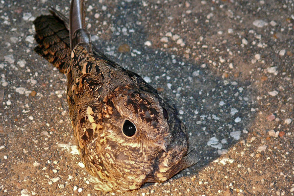 Fosse's nightjar