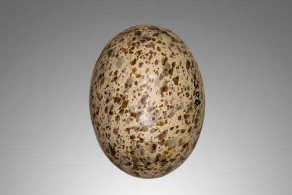 Four-banded Sandgrouse