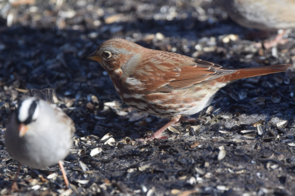 Fox Sparrow