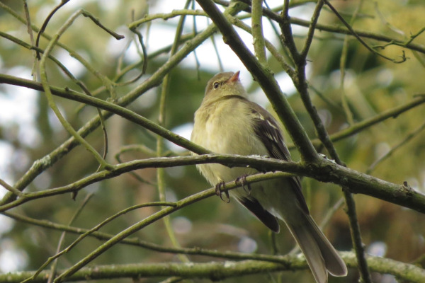 Frantzius's elaenia