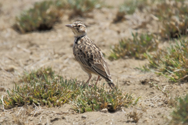 Fremantle Lark