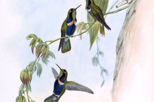 Frilled Coquette