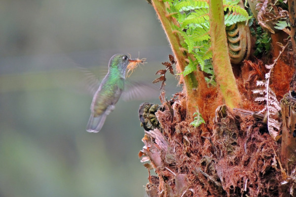 Fringe-backed Fire-eye