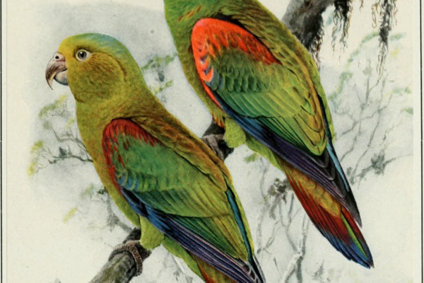 Fuertes's Parrot
