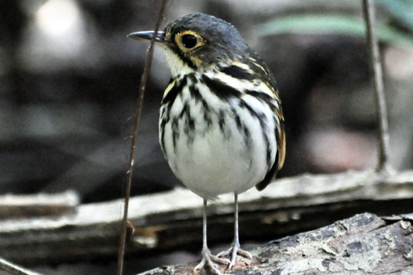 Fulvous-bellied Antpitta