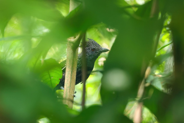 Fulvous-chinned Nunlet