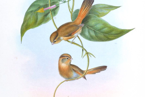 Fulvous-fronted Barwing