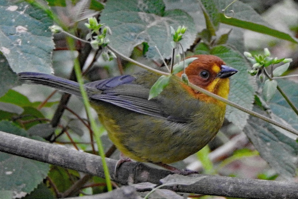 Fulvous-headed Brushfinch