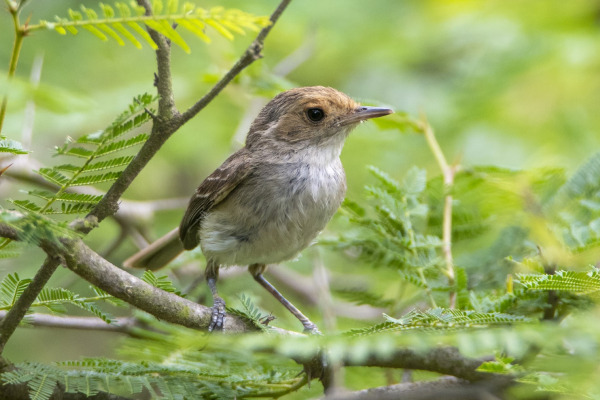 Fulvous-headed Tanager