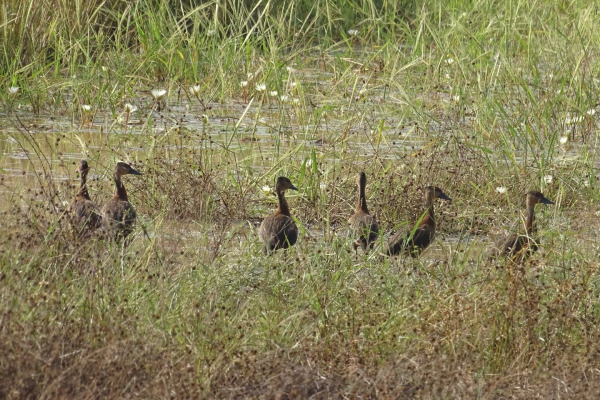 Fulvous Whistling-Duck