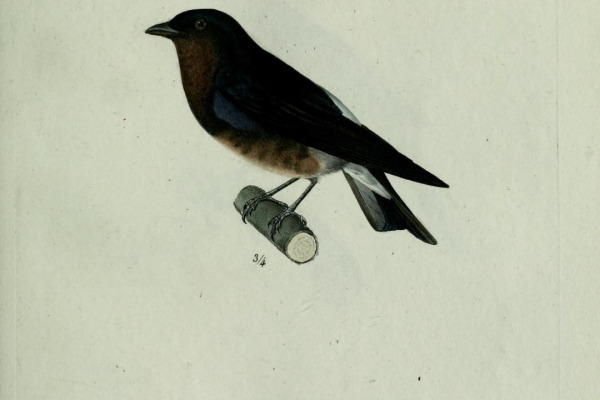 Fusca-backed Whitestart