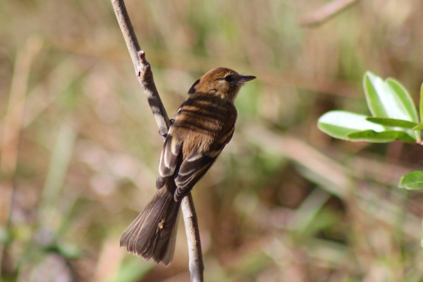 Fuscous Flycatcher