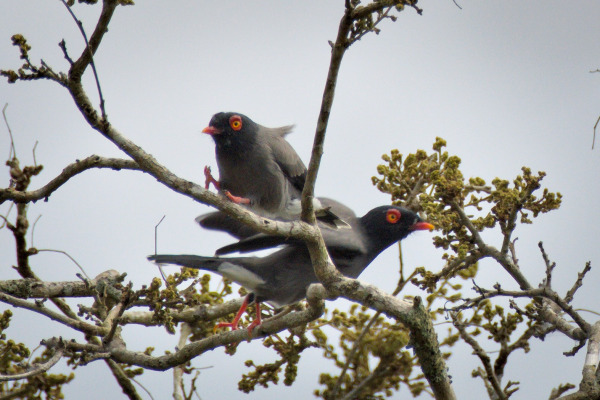 Gabela Helmetshrike