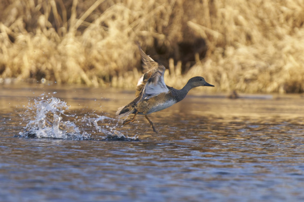 Gadwall