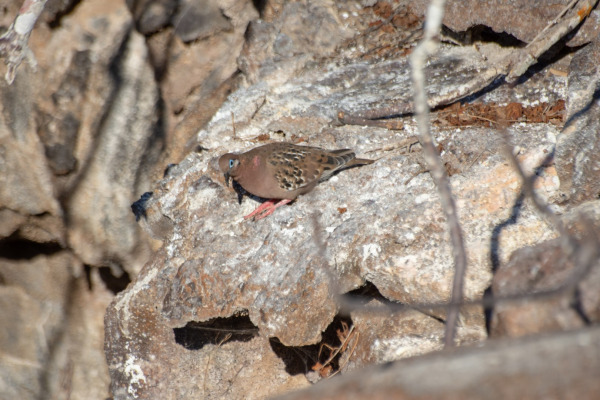 Galápagos Dove